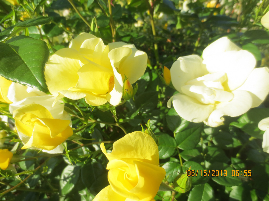 Walnut Hill Park-New Britain必去景点