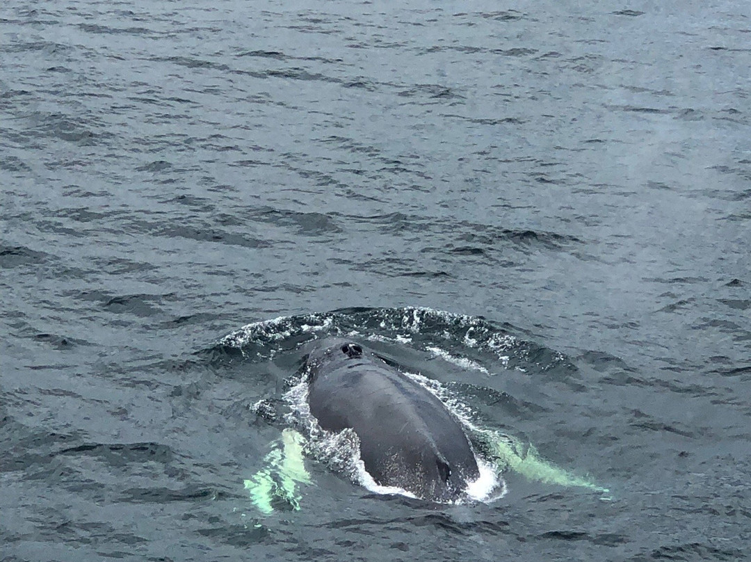 New England Aquarium Whale Watch景点图片