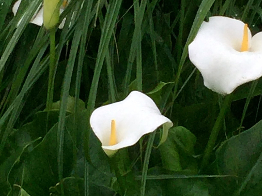 Fullers Mill Garden-West Stow必去景点