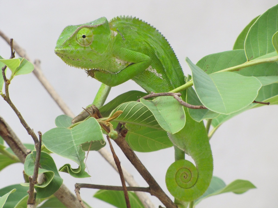 The Gambian Reptiles Farm景点图片