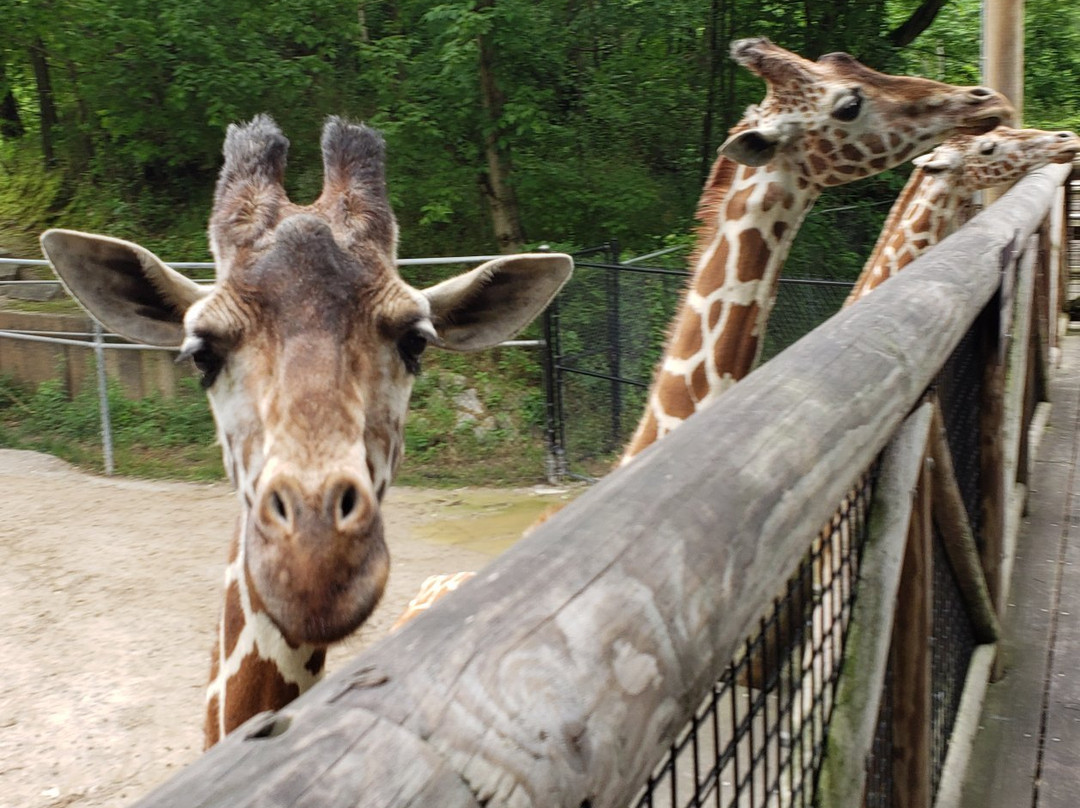 Memphis Zoo景点图片