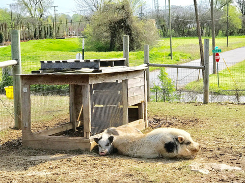 Heifer Village (Heifer International)-小石城必去景点