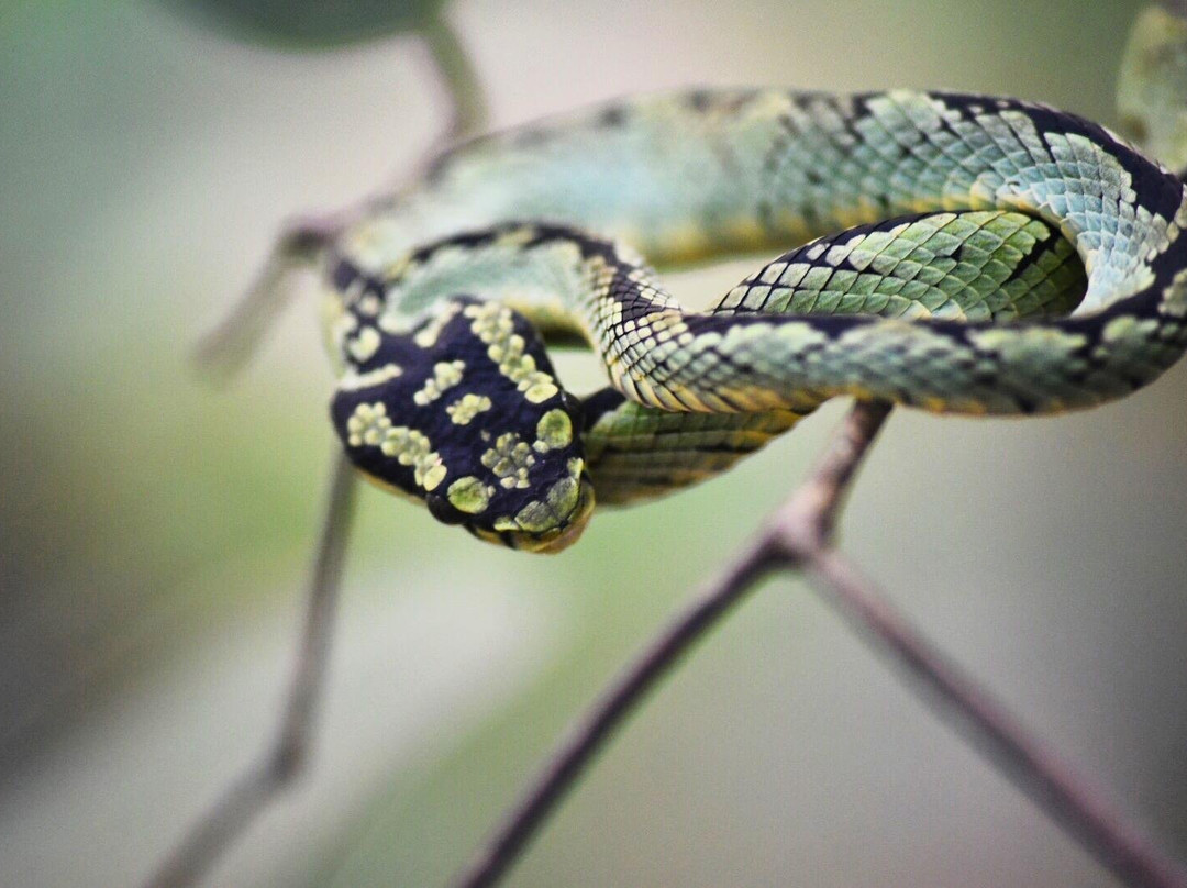 Sinharaja Tour Guide-Deniyaya必去景点