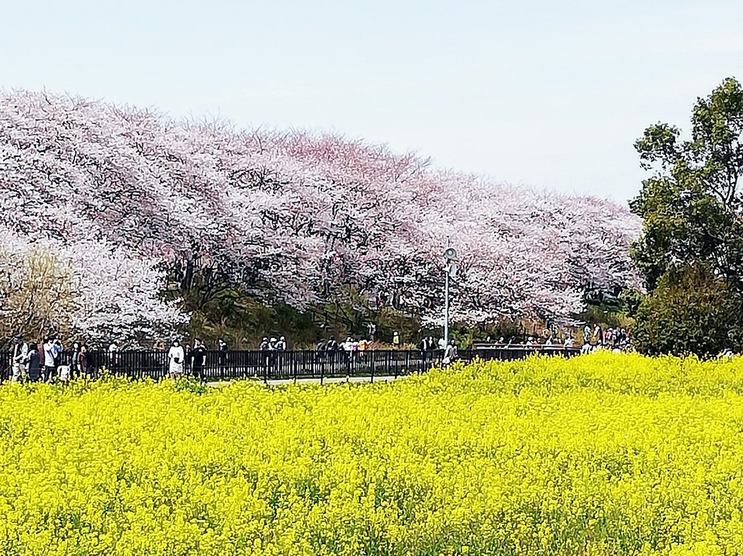 Satte Cherry Blossom Matsui景点图片