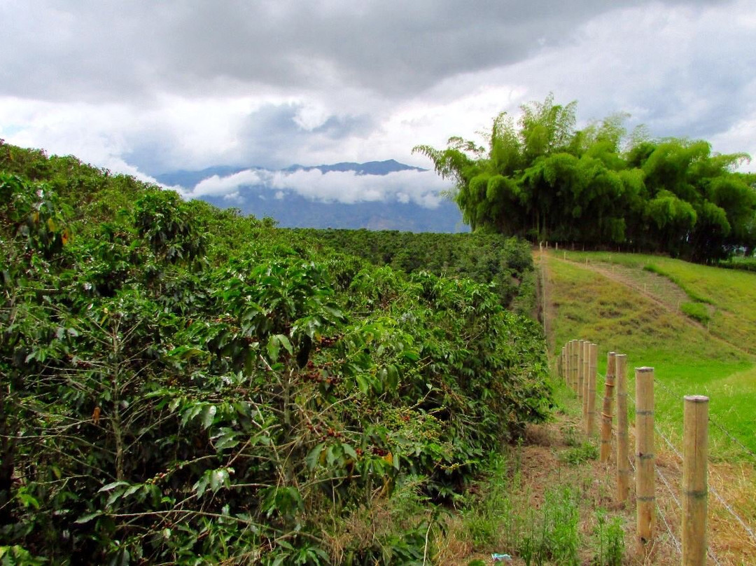 Colombian Coffee Adventures-亚美尼亚必去景点