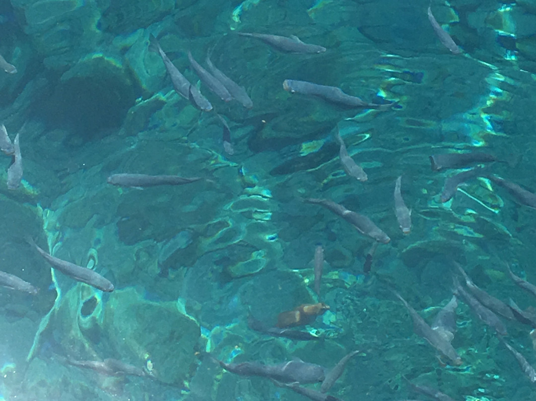 Sait Faik Abasıyanık Koyu-Mecidiye必去景点