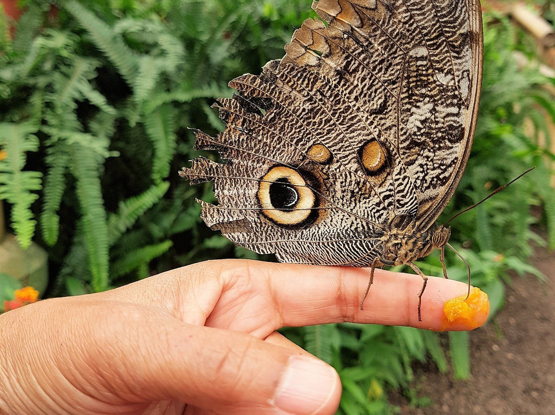 Mariposas de Mindo-明多必去景点