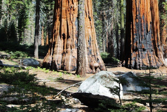 Huckleberry Trail-红杉&国王峡谷国家公园必去景点