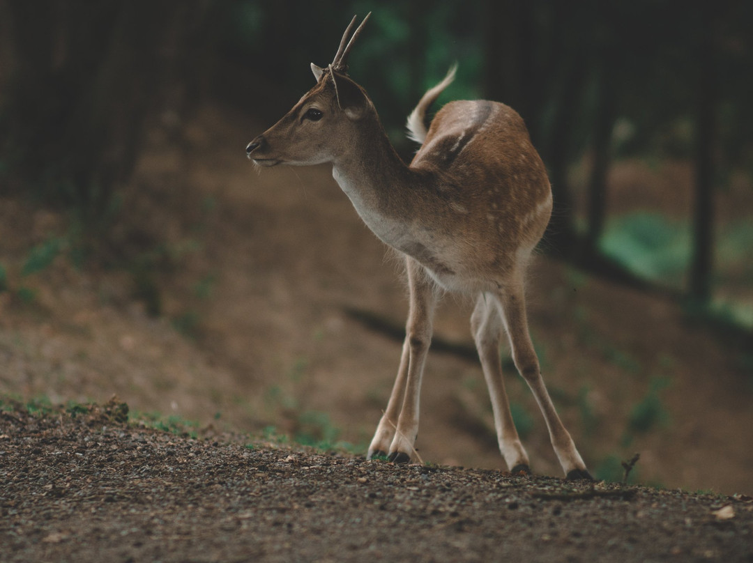 Wildpark Schwarzach景点图片