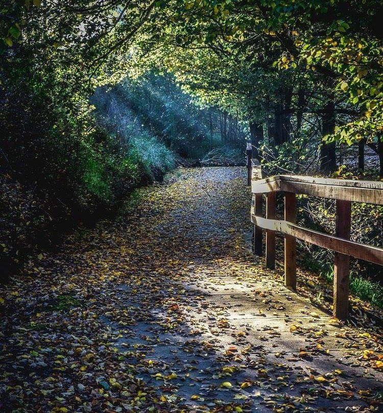 Lake Cobden-Cobden必去景点
