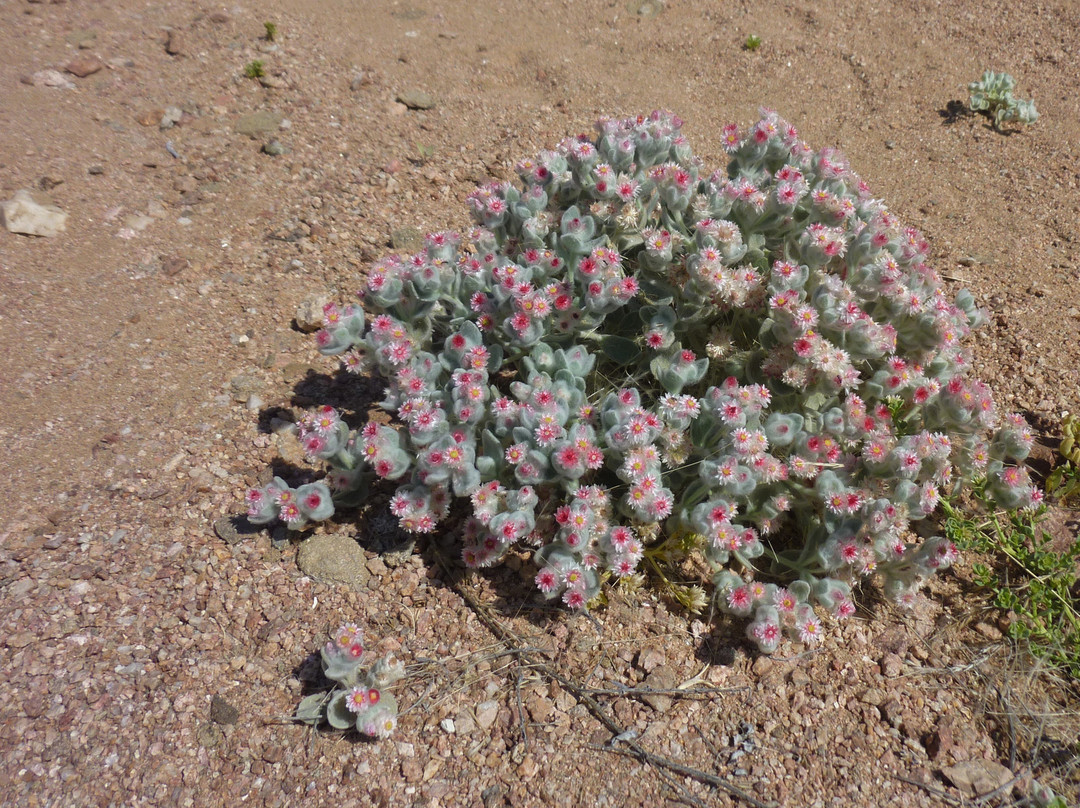 Dolphin Tours Namibia Eco Friendly Desert Tours-华维斯湾必去景点