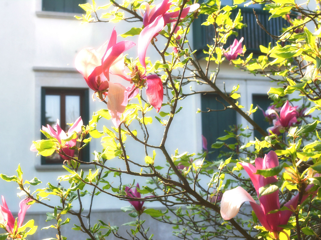 Giardino in Citta B&B主图