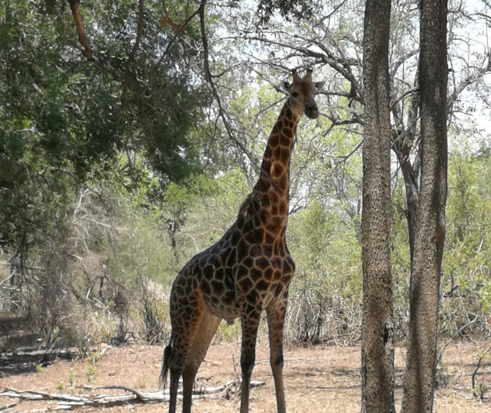 Moyo Wa Tandala Safari景点图片