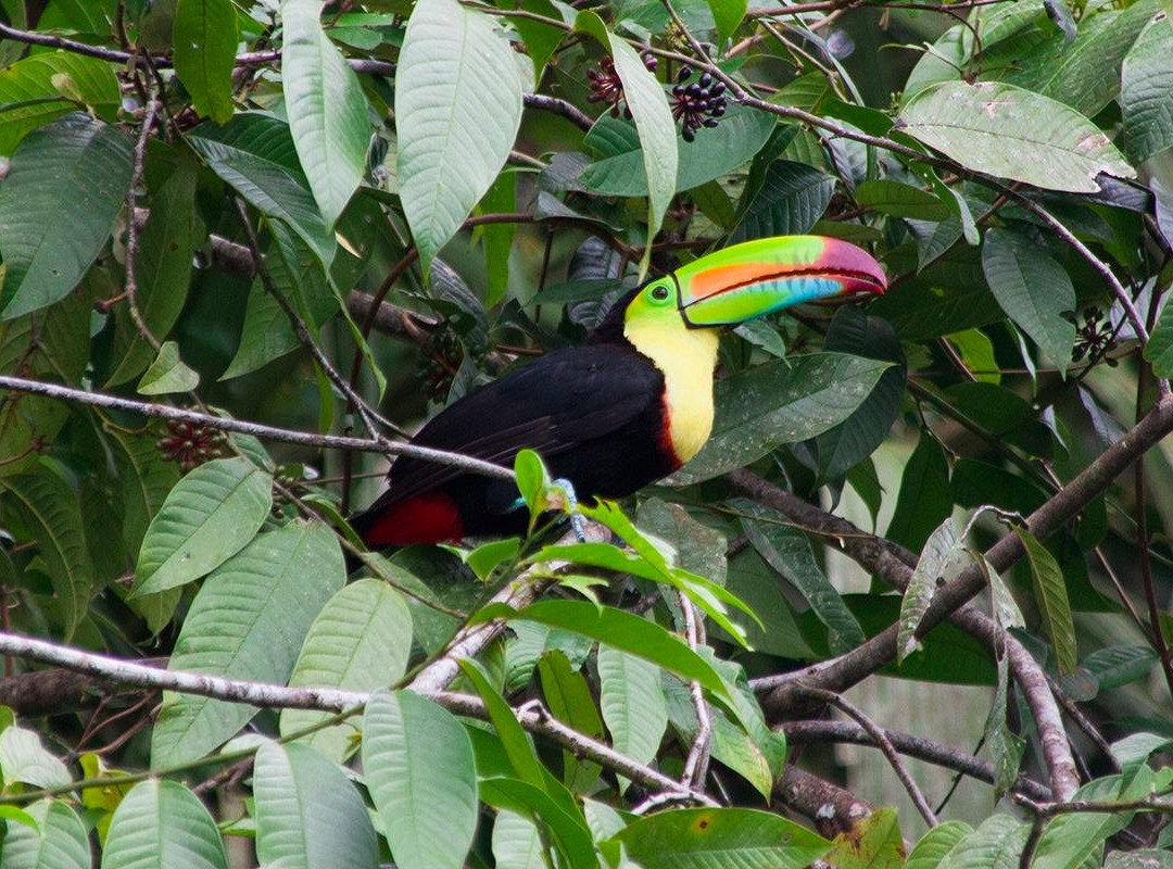 Tortuguero Tours景点图片