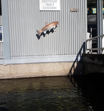Kootenay Trout Hatchery & Visitor Centre-Fort Steele必去景点