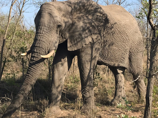 Vula Safaris-尼斯普鲁特必去景点