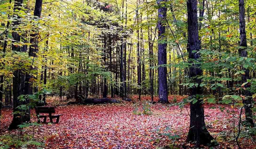 Musée de la Biodiversité du Québec-贝坎库尔必去景点