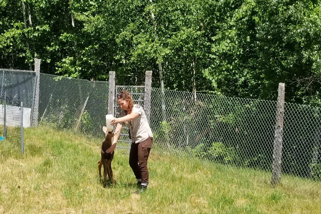 Maine Wildlife Park景点图片