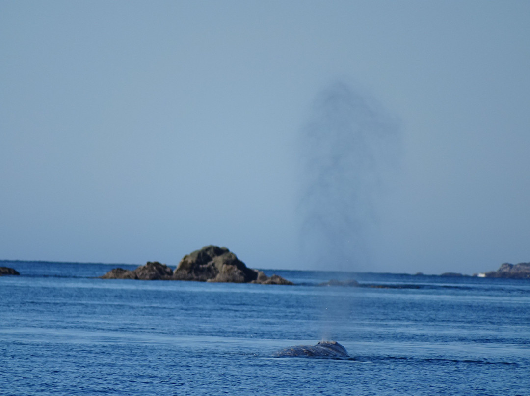 Clayoquot Wild景点图片