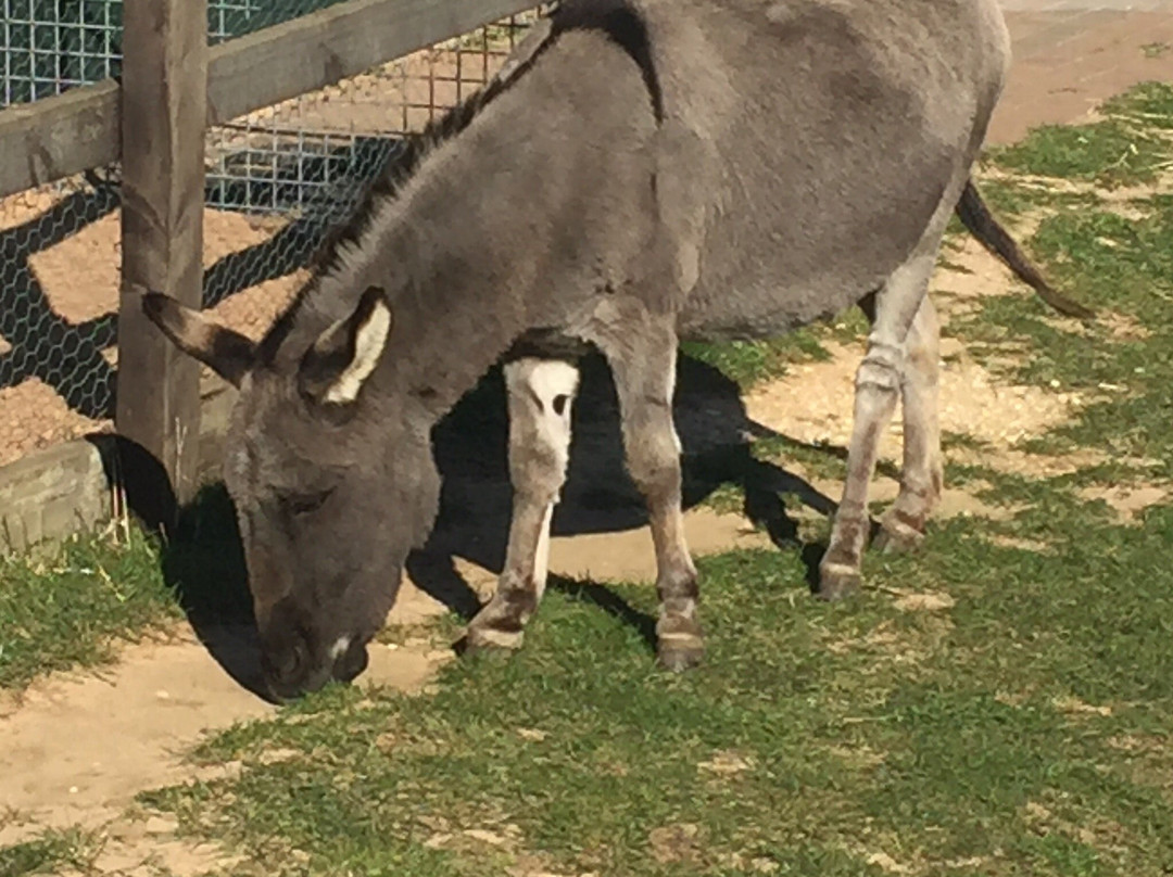 The Wonkey Donkey Visitors Centre景点图片