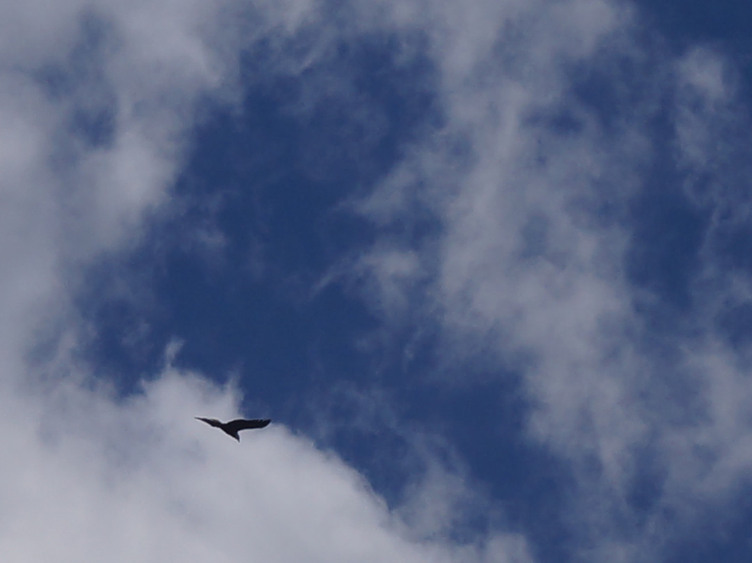 Old Trout Bed and Breakfast主图