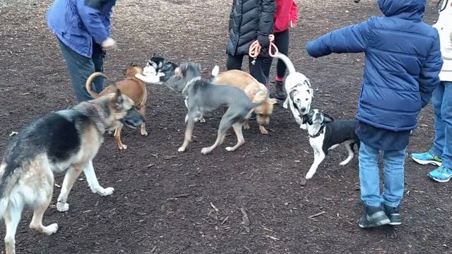 Sharon Dog Park-Sharon必去景点