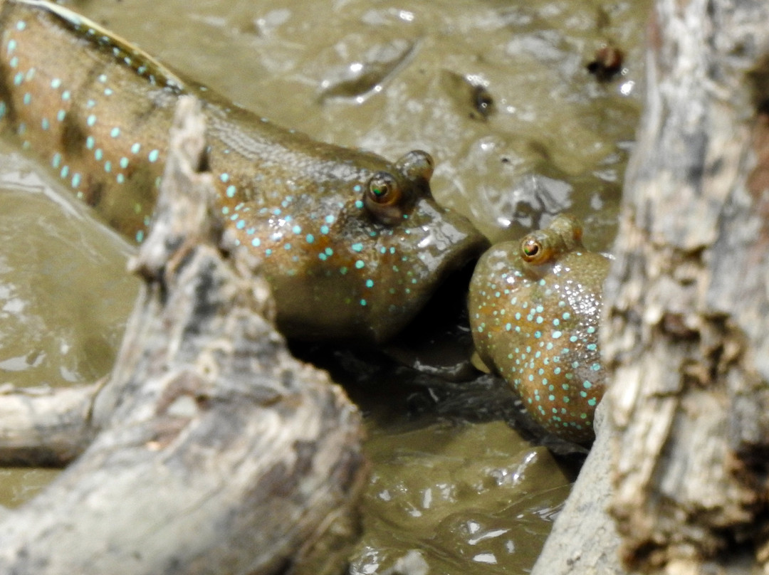 Ao Mahachai Mangrove Forest Natural Education Center-龙仔厝必去景点