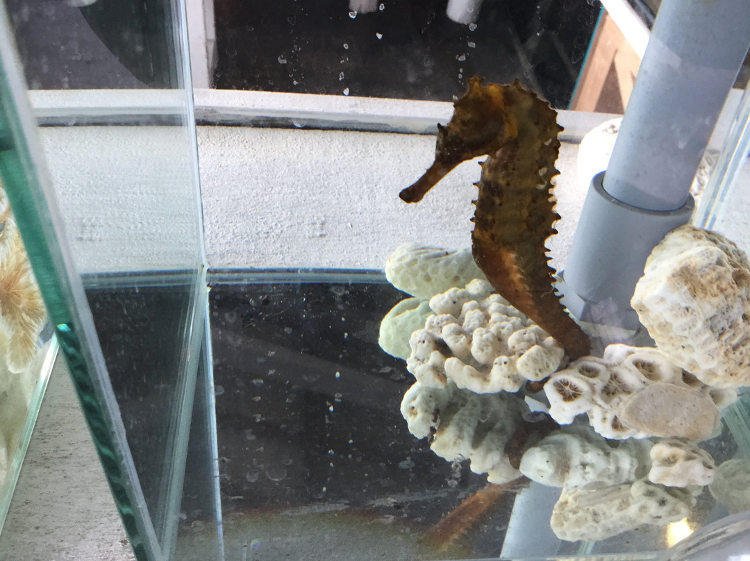 Seahorse House景点图片