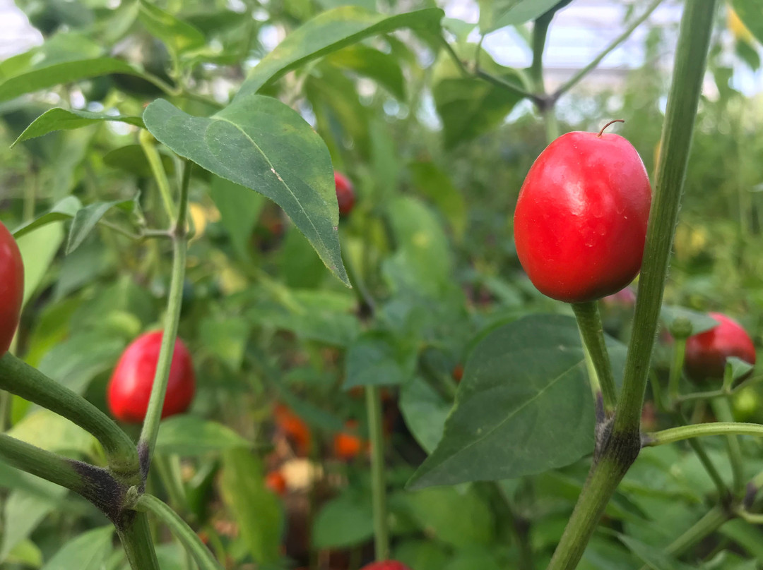 Azienda agricola Carmazzi景点图片