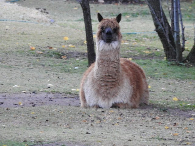 Comfrey Cottage主图