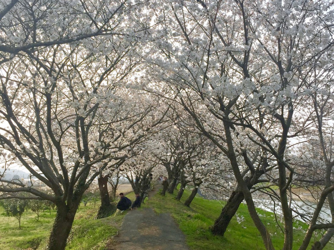 Sakura Trees along Nagare River-浮羽市必去景点