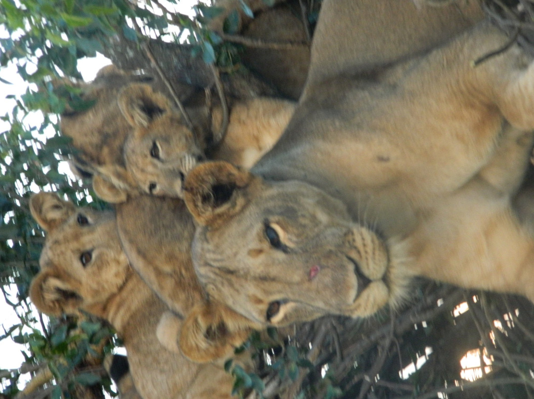 Gorilla Tracking Africa and Adventure Safaris Uganda景点图片
