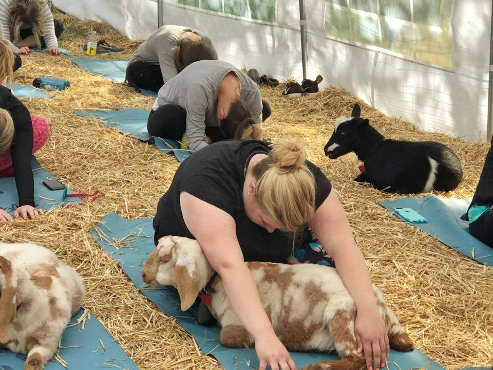 Oringal Goat Yoga-New York景点图片