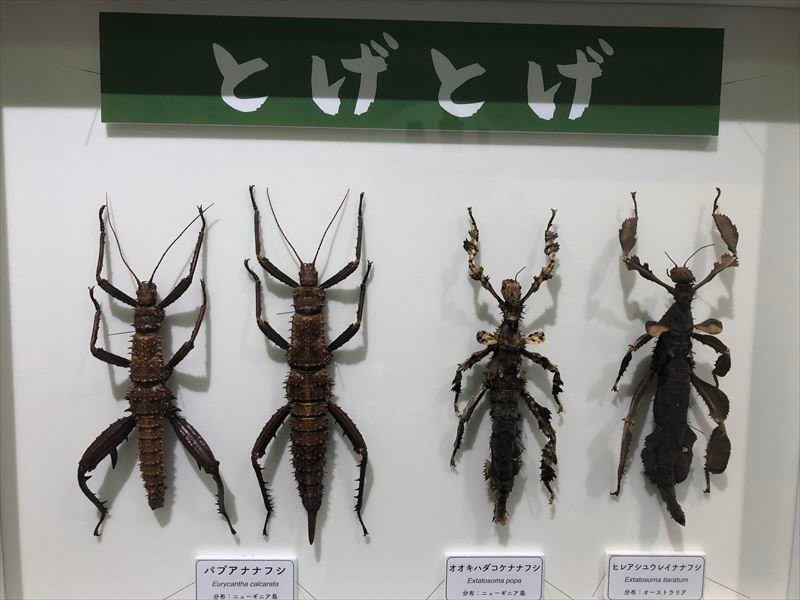 Mino Park Museum of Insects-美浓市必去景点