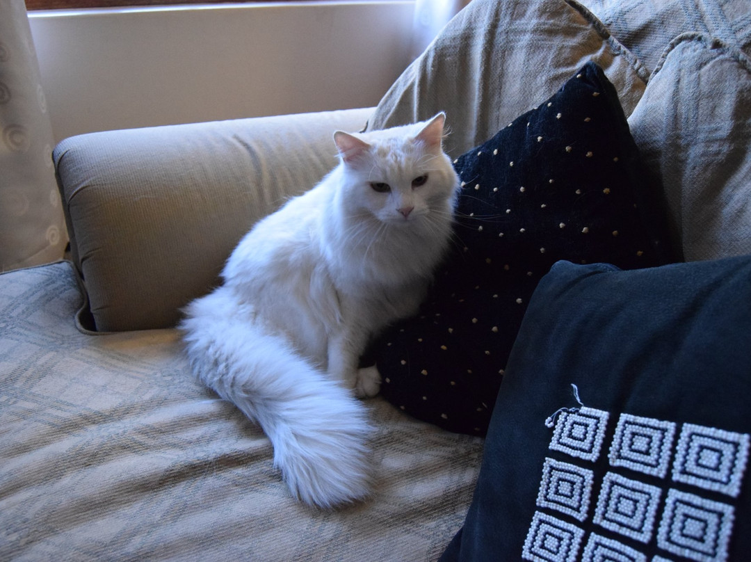 Casa Bella Guesthouse主图