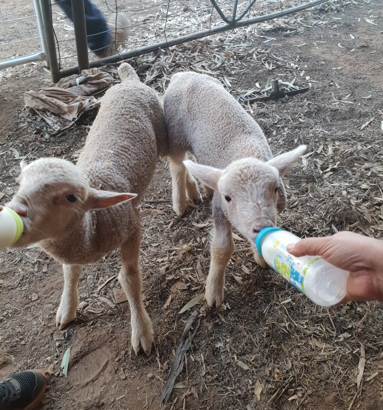 Outback Pony Rides-达博必去景点