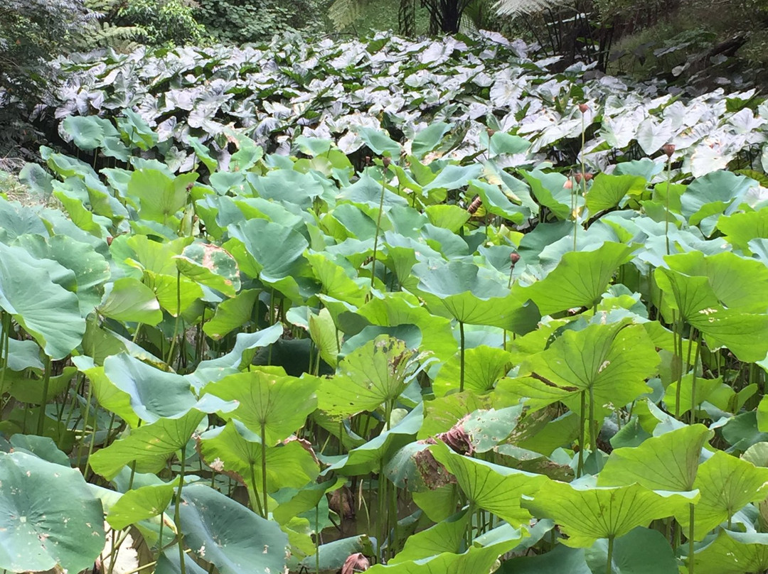Beautiful Nature Tours Auckland-奥克兰中心地区必去景点