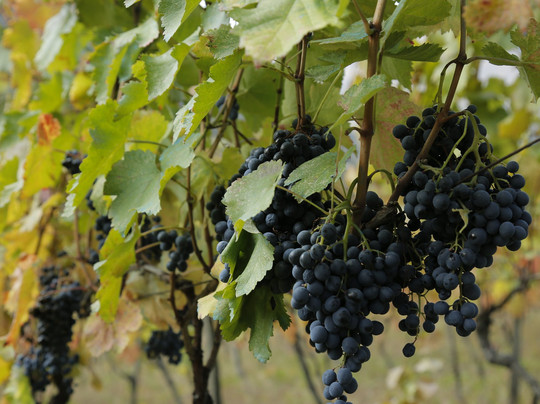 Vakhtang Aslanikashvili Winery