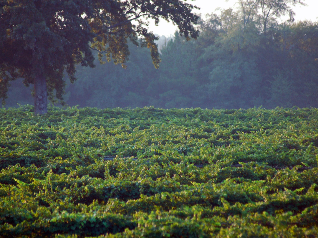 Horse Creek Winery-Nashville必去景点