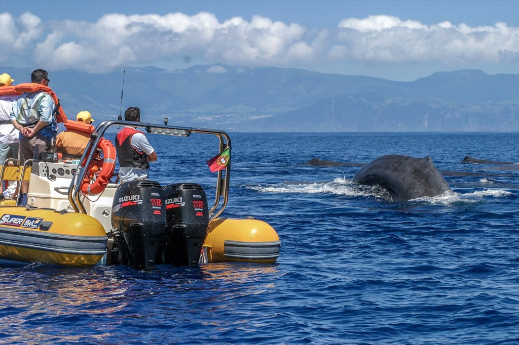Azores Whale Watching TERRA AZUL-Vila Franca do Campo必去景点