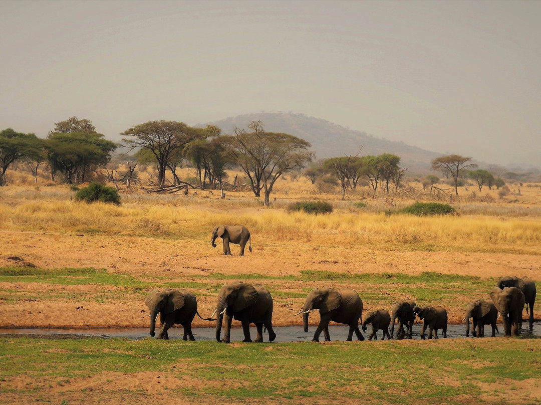 Safaris Partners景点图片