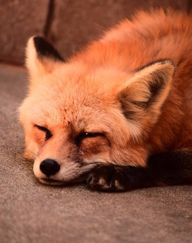 Applegate Park Zoo-默塞德必去景点