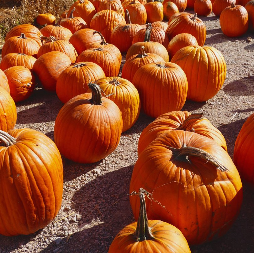 Wilson Orchard-爱荷华城必去景点