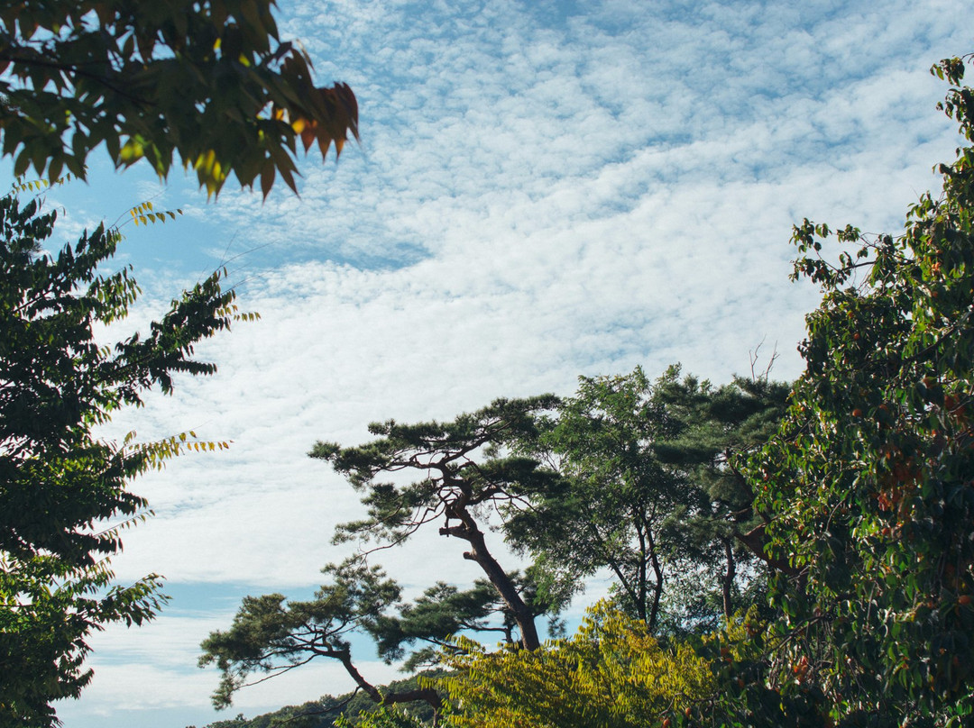 Yonin Natural Recreation Forest-龙仁市必去景点