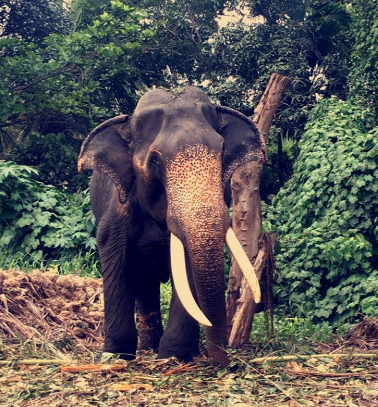 Elephant Riding at Elephant Village