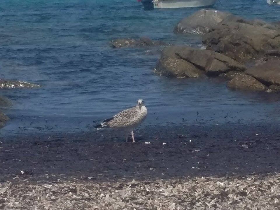 Spiaggia Cala D’Ambra-San Teodoro必去景点