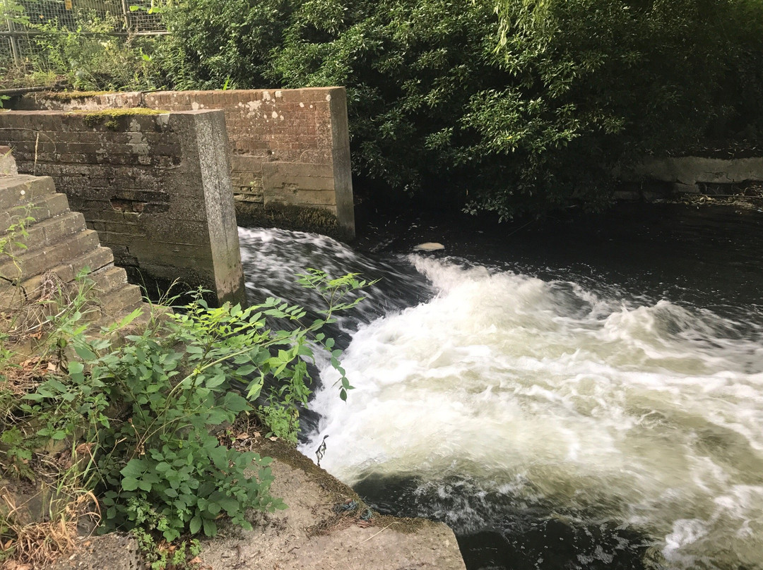 Taverham Mill Nature Reserve and Fishery景点图片