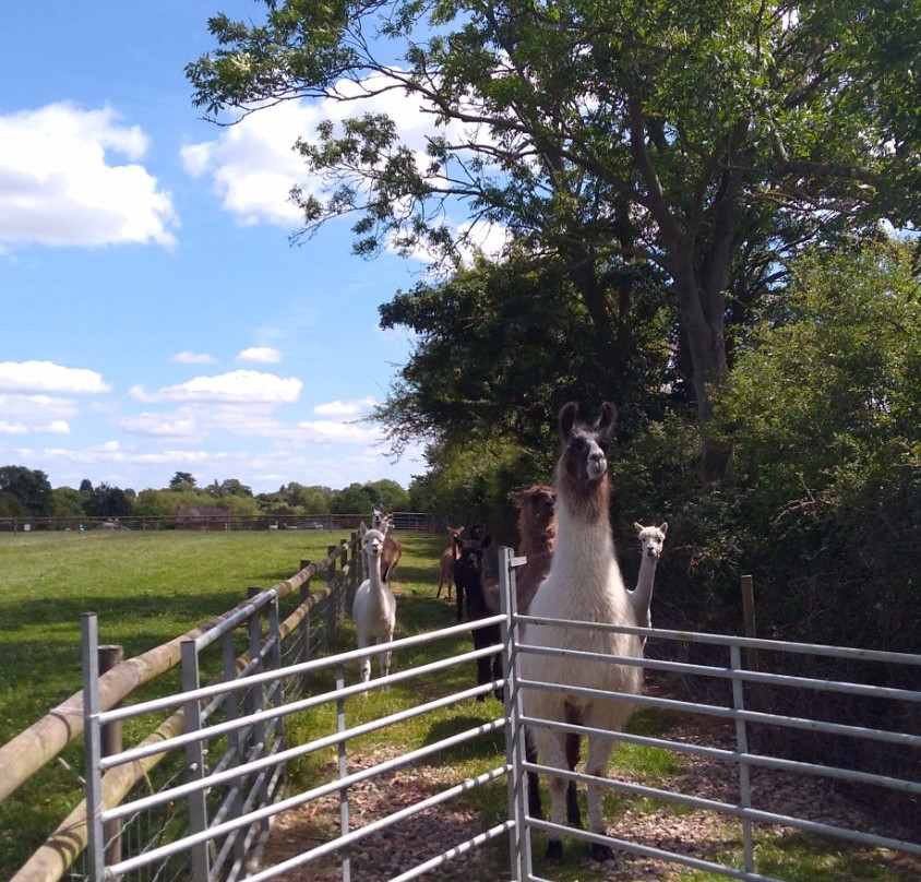 Simply Alpaca景点图片