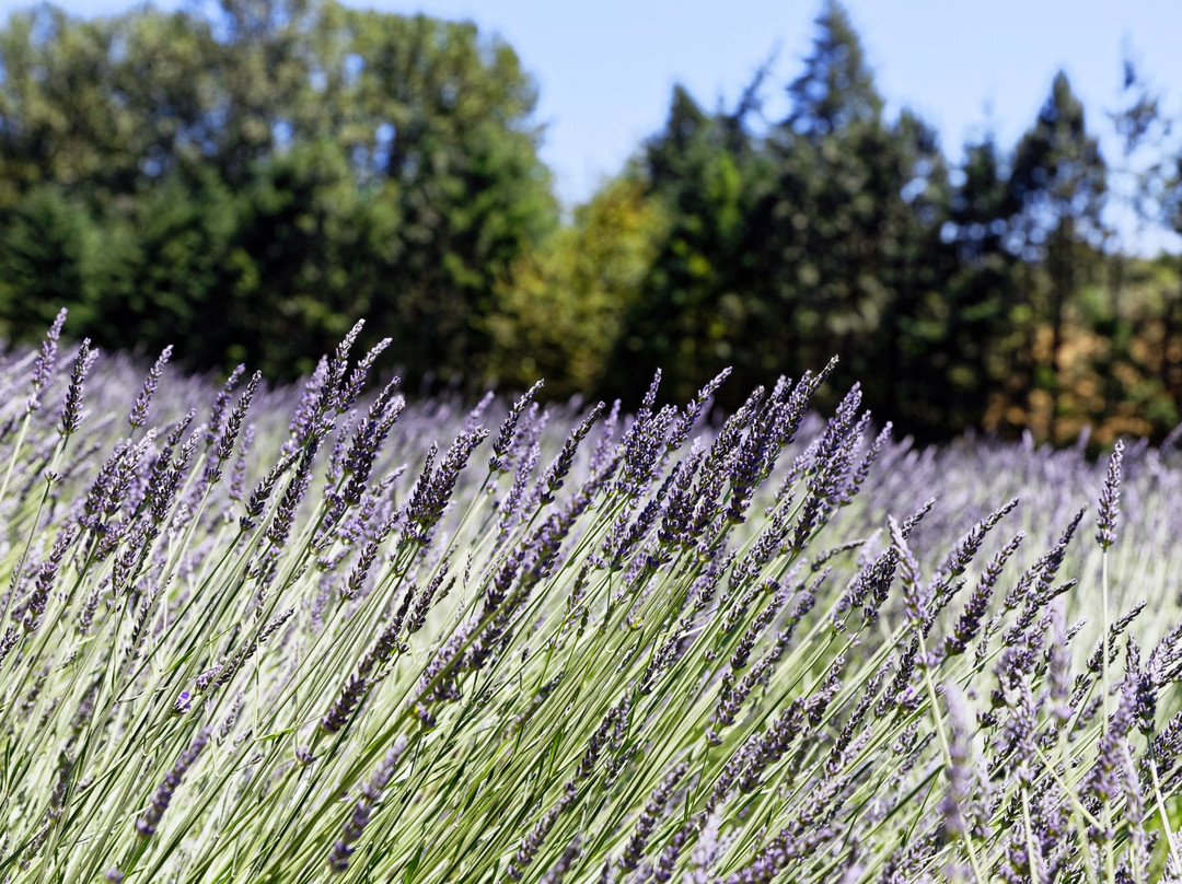 Wayward Winds Lavender Farm景点图片