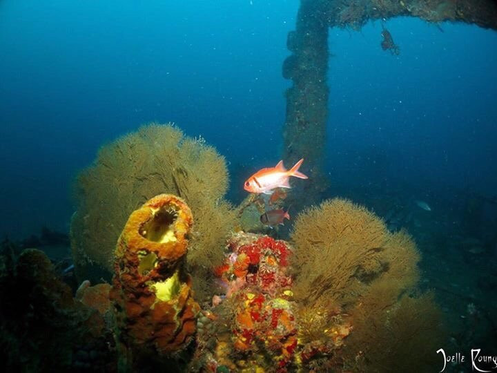 Calypso Plongée-Trois-Ilets必去景点